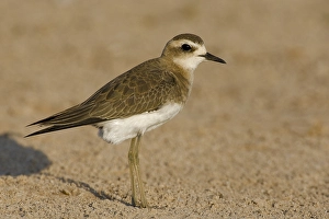 Kaspische Prints: Kaspische Plevier, Caspian Plover, Charadrius asiaticus