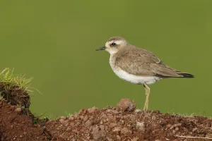 Kaspische Prints: Kaspische Plevier, Caspian Plover, Charadrius asiaticus