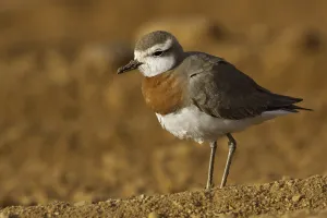 Kaspische Prints: Kaspische Plevier, Caspian Plover