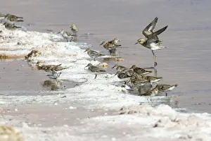 : Kaspische Plevier; Caspian Plover; Charadrius asiaticus