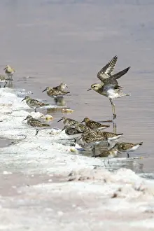 : Kaspische Plevier; Caspian Plover; Charadrius asiaticus