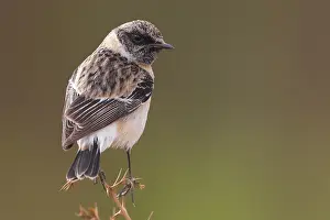 Kaspische Prints: Kaspische Roodborsttapuit; Caspian Stonechat; Saxicola maurus va