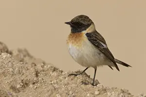 Kaspische Prints: Kaspische Roodborsttapuit; Caspian Stonechat; Saxicola maurus va