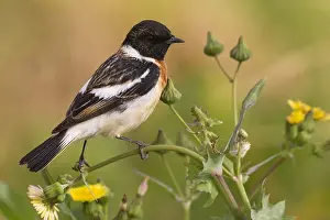 Kaspische Prints: Kaspische Roodborsttapuit; Caspian Stonechat; Saxicola maurus va
