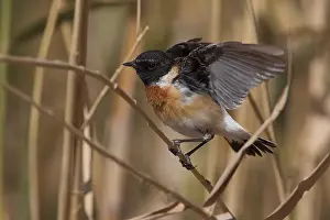 Kaspische Prints: Kaspische Roodborsttapuit; Caspian Stonechat; Saxicola maurus va