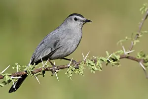 Carolinensis Prints: Katvogel, Grey Catbird, Dumetella carolinensis