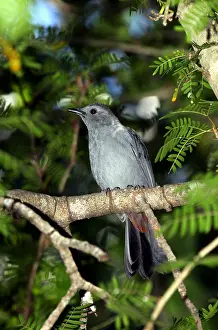 Carolinensis Prints: Katvogel, Grey Catbird, Dumetella carolinensis