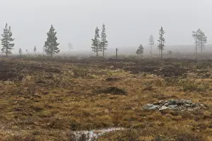 Pinaceae Prints: Kaunispää landscape