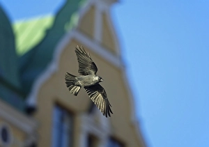 2002 Prints: Kauw, Western Jackdaw, Corvus monedula