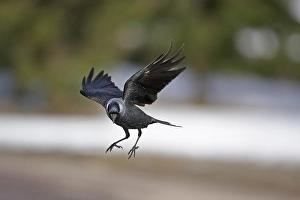 2003 Prints: Kauw, Western Jackdaw, Corvus monedula
