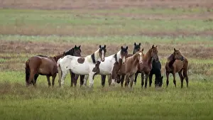 Kazakhstan Prints: Kazakh Horse, Paard, Equus ferus caballus