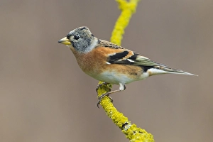 Images Dated 9th January 2015: Keep; Brambling; Fringilla montifringilla