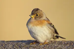 Montifringilla Prints: Keep, Brambling, Fringilla montifringilla