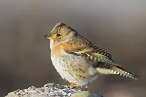 Montifringilla Prints: Keep, Brambling, Fringilla montifringilla