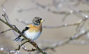 Montifringilla Prints: Keep; Brambling; Fringilla montifringilla