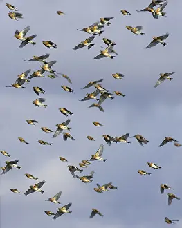 Montifringilla Prints: Keep, Brambling, Fringilla montifringilla