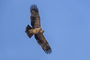Images Dated 9th January 2017: Keizerarend, Eastern Imperial Eagle, Aquila heliaca