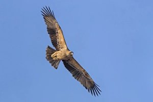 Images Dated 9th January 2017: Keizerarend, Eastern Imperial Eagle, Aquila heliaca