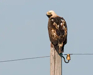 Arend Wassink Prints: Keizerarend, Eastern Imperial Eagle, Aquila heliaca