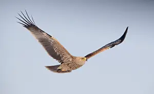 Heliaca Prints: Keizerarend, Eastern Imperial Eagle, Aquila heliaca