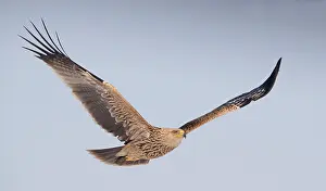 Heliaca Prints: Keizerarend, Eastern Imperial Eagle, Aquila heliaca