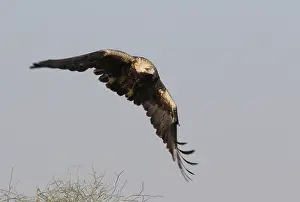 Heliaca Prints: Keizerarend, Eastern Imperial Eagle, Aquila heliaca