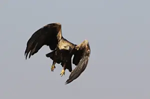 Heliaca Prints: Keizerarend, Eastern Imperial Eagle, Aquila heliaca