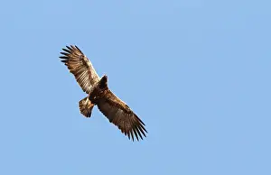 Heliaca Prints: Keizerarend, Eastern Imperial Eagle, Aquila heliaca