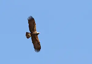 Heliaca Prints: Keizerarend, Eastern Imperial Eagle, Aquila heliaca