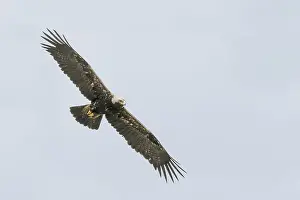 Adelaar Prints: Keizerarend, Eastern Imperial Eagle, Aquila heliaca
