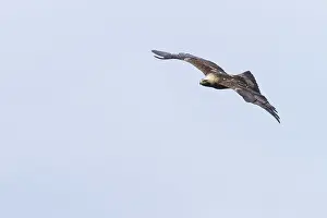 Adelaar Prints: Keizerarend, Eastern Imperial Eagle, Aquila heliaca