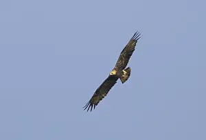 Images Dated 10th September 2008: Keizerarend, Eastern Imperial Eagle, Aquila heliaca