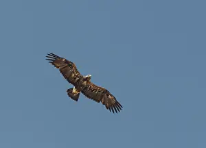 Aquila Prints: Keizerarend, Eastern Imperial Eagle, Aquila heliaca