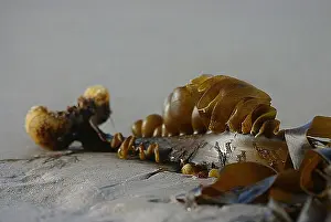 Bamburgh Prints: Kelp on beach
