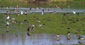 Ondergelopen Weiland Prints: Kemphaan, Ruff, Philomachus pugnax