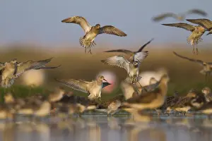 Doortrekker Prints: Kemphaan, Ruff, Philomachus pugnax