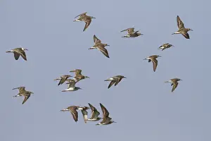 Doortrekker Prints: Kemphaan, Ruff, Philomachus pugnax