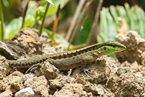 2024 Prints: Kentropyx species