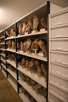 Images Dated 14th September 2007: Kerkuil, Dark Barn Owl, Tyto alba