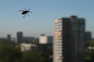 Kever Prints: Kever, Beetle