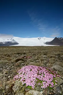 Vlakte Prints: Kfjarjokull