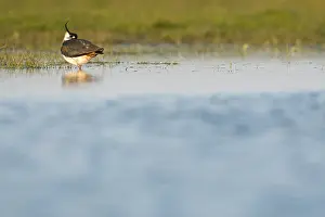 Images Dated 19th April 2014: Kievit, Northern Lapwing, Vanellus vanellus