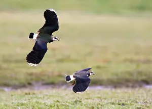 Images Dated 29th February 2008: Kievit, Northern Lapwing, Vanellus vanellus