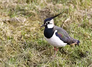 Images Dated 15th March 2009: Kievit, Northern Lapwing; Vanellus vanellus