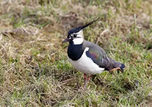 Images Dated 15th March 2009: Kievit, Northern Lapwing; Vanellus vanellus