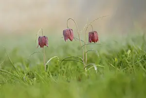 Images Dated 13th April 2018: Kievitsbloemen, Snake's Head Fritillary, Fritillaria meleagris