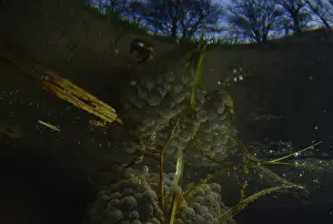 Amfibie Prints: kikkerdril, Frog spawn