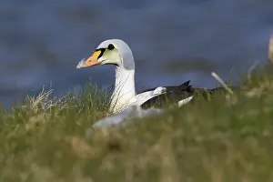 Drake Prints: King Eider