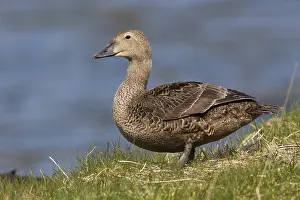 Images Dated 27th May 2016: King Eider
