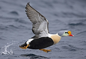 Images Dated 9th June 2005: King Eider, Koningseider, Somateria spectabilis